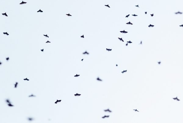 A forest divided – Henrik Håkansson