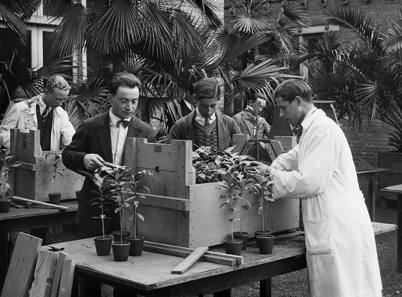 Tropicomania : La vie sociale des plantes