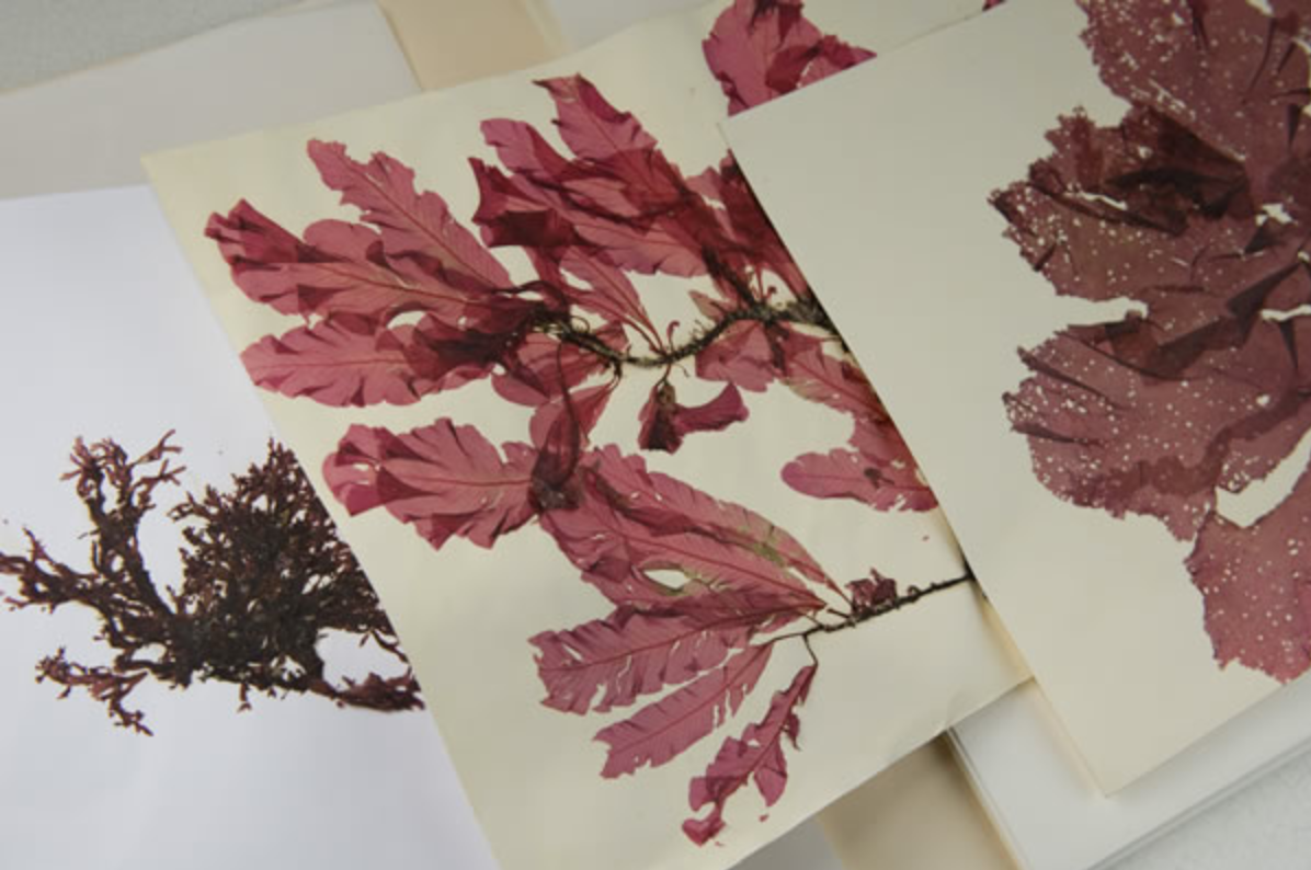 Inauguration de la nouvelle galerie de botanique et de l’herbier national