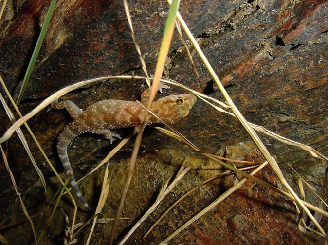 Regard N°52 Le système d’adhésion du gecko