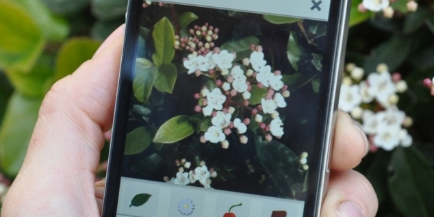 Pl@ntNet : l’application smartphone qui identifie les végétaux