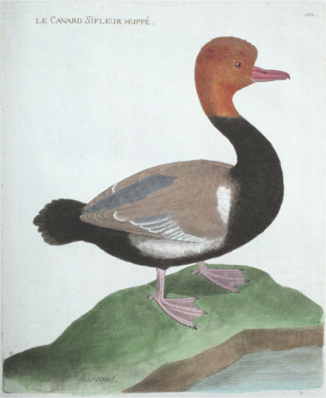 François Nicolas Martinet, Le canard sifleur huppé, 1773