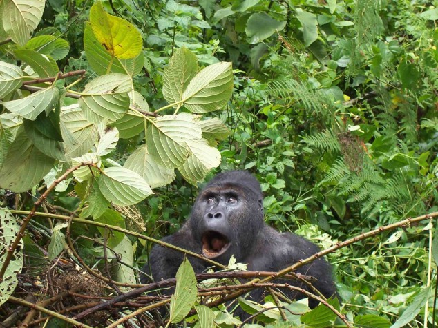 Regard N°64 Critique du documentaire « Nature, le nouvel Eldorado de la finance »