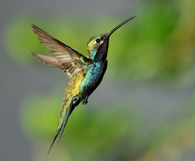 Le mouvement Colibris