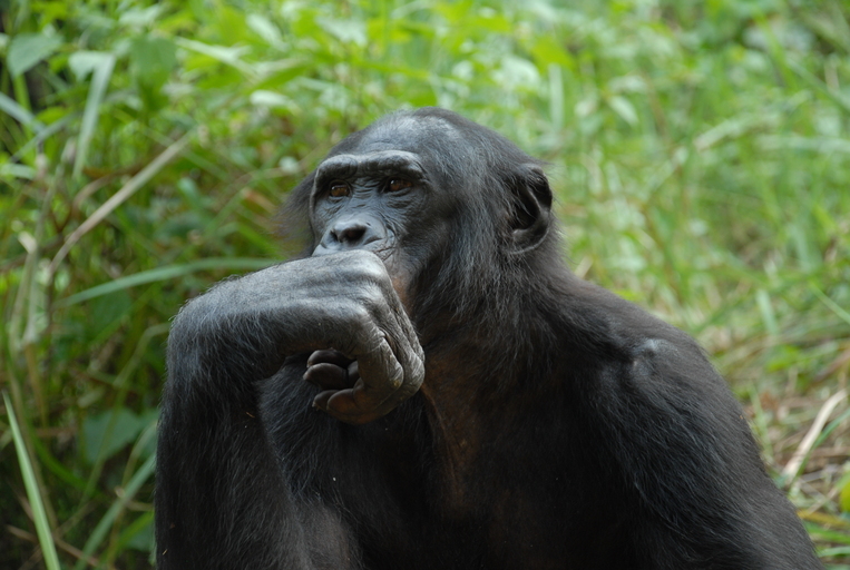 L’animal est-il l’avenir de l’homme ?