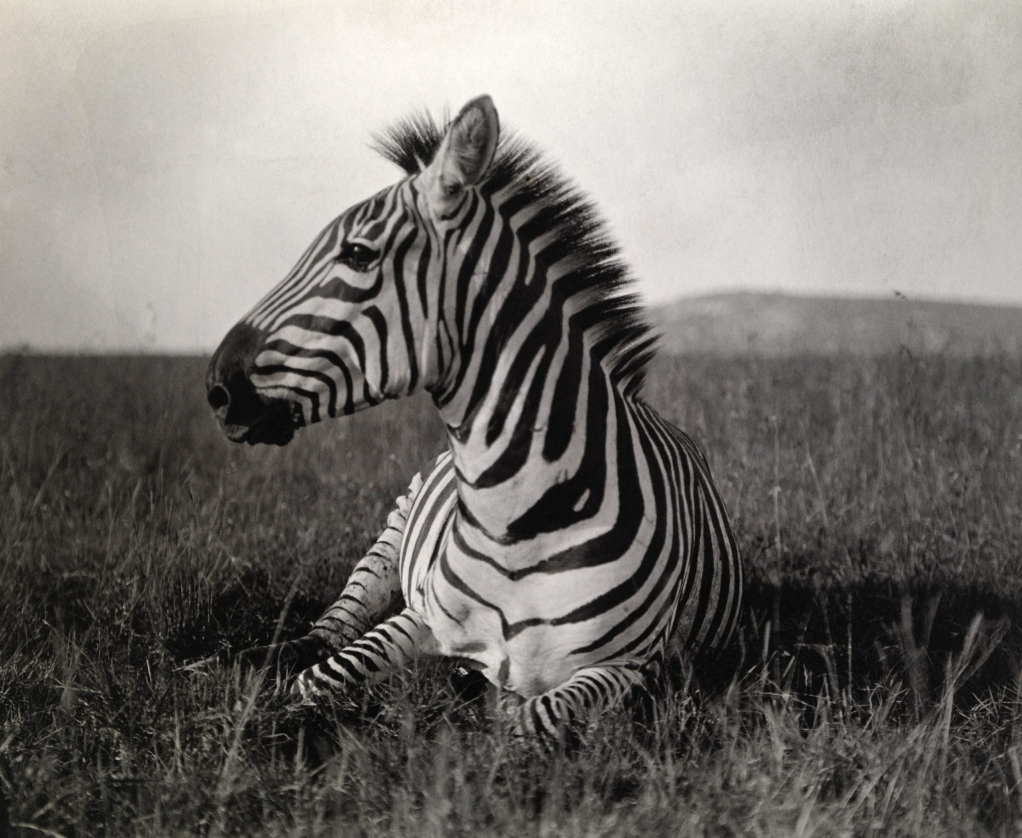 Exposition : « La Légende National Geographic – 125 ans d’exploration et de voyages »