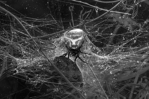 Exposition « ON AIR », Carte Blanche à Tomás Saraceno