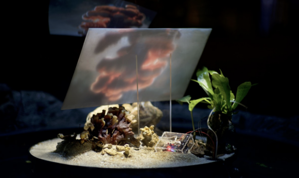 Morphogenèse – Théâtre Nanterre-Amandiers