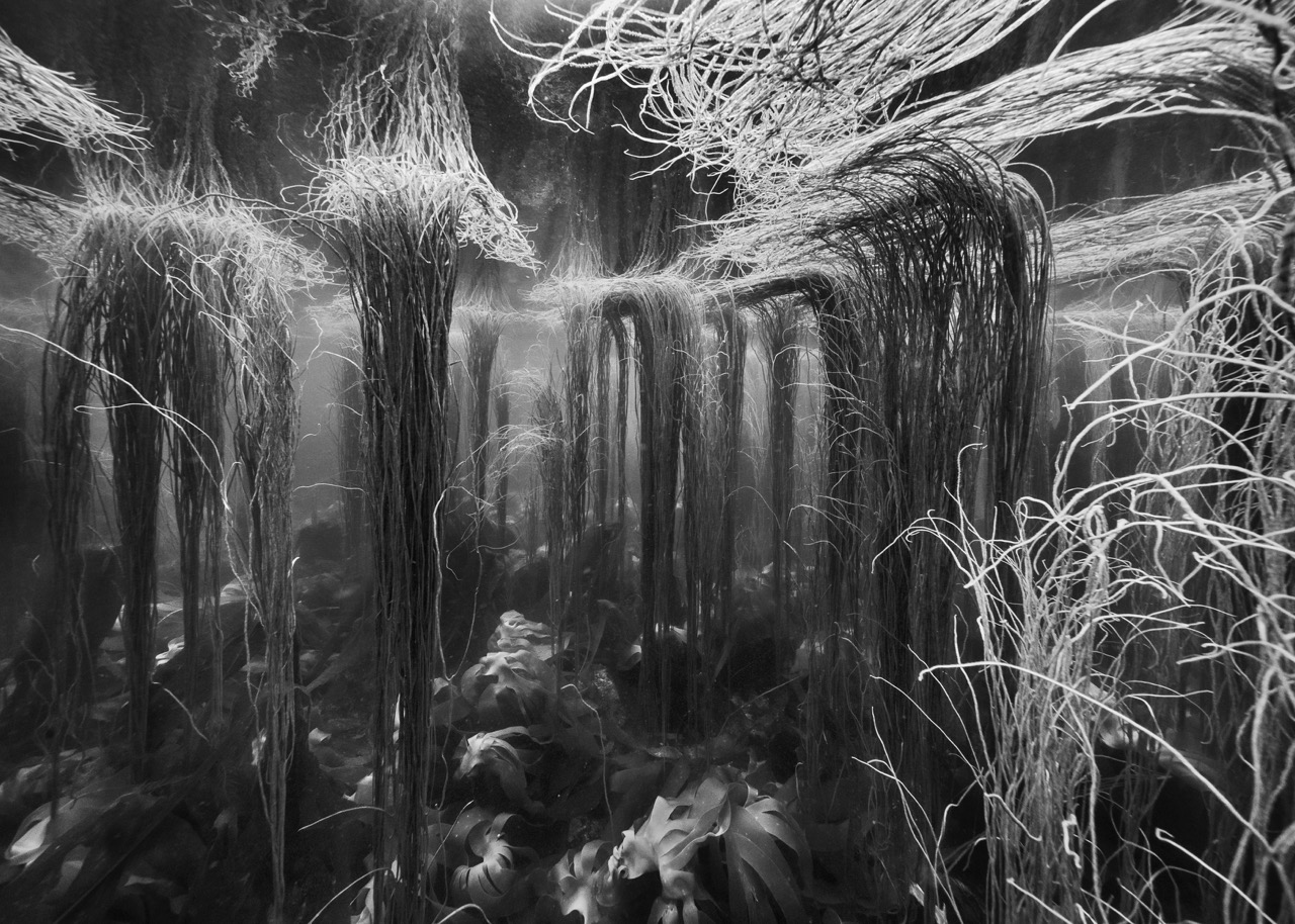 Hydroscape de Nicolas Floc’h – La Fondation François Schneider