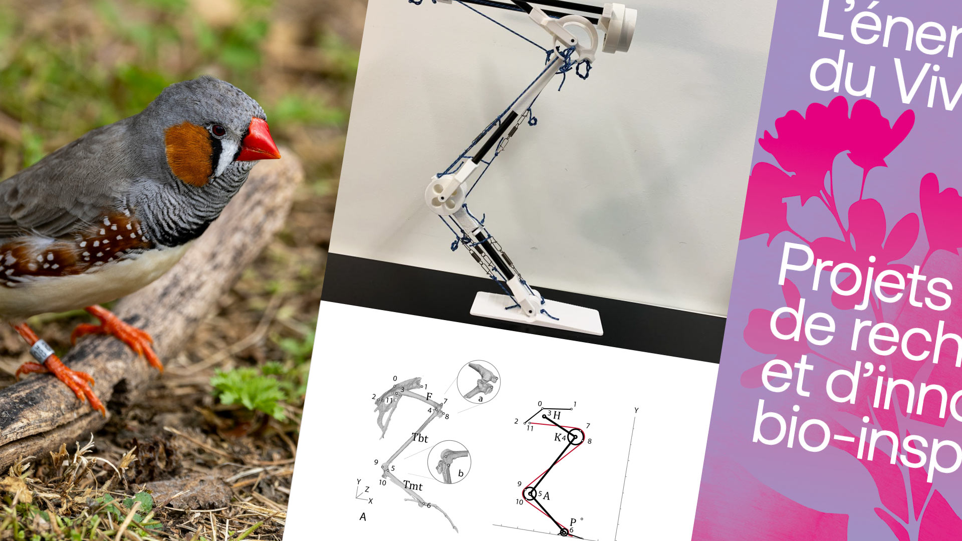 L’énergie du Vivant – Lumen