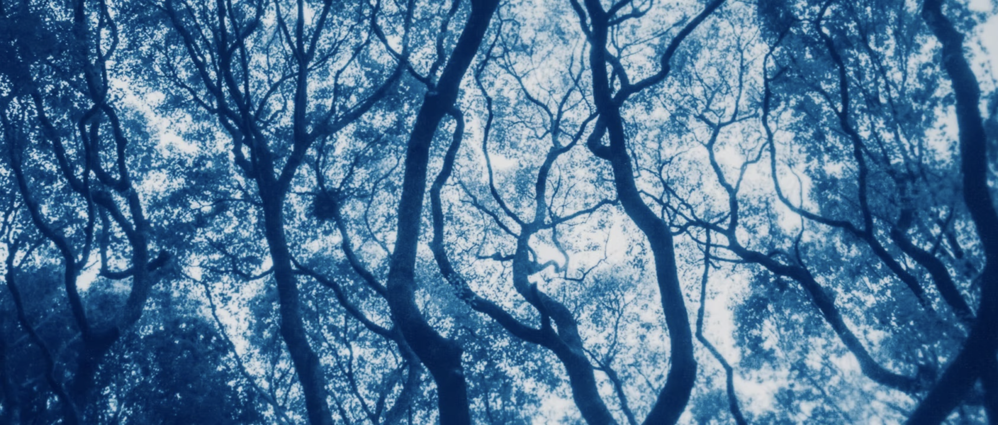 Parmi les Arbres – Kyano Studio et Les Trois Bains