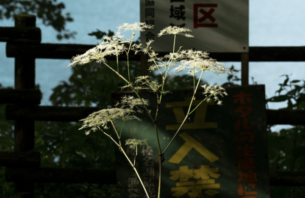 L’Écologie des relations – La Forêt amante de la mer – Frac Sud – Cité de l’art contemporain